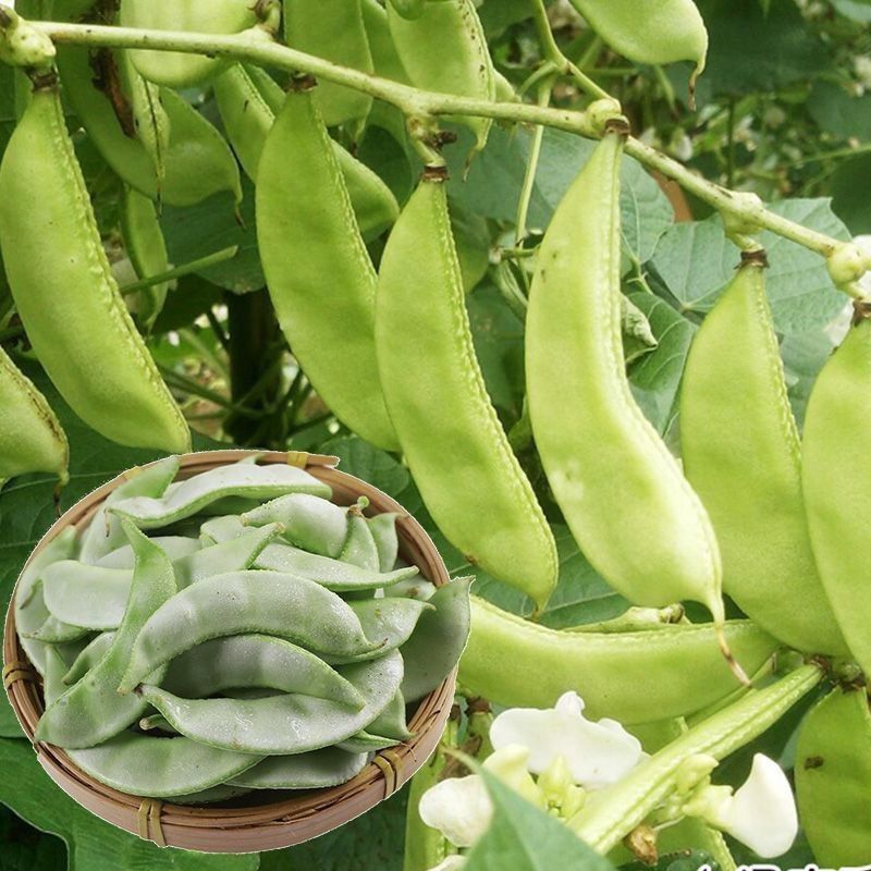 早冠扁豆种子优质早熟多荚耐储运农家春秋播种精选扁豆