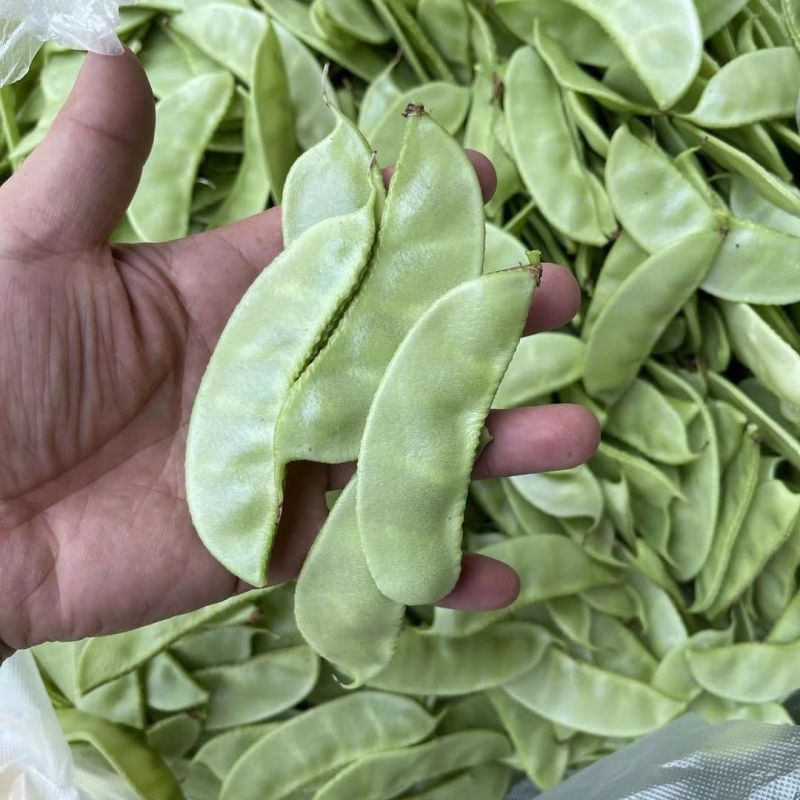 早冠扁豆种子优质早熟多荚耐储运农家春秋播种精选扁豆