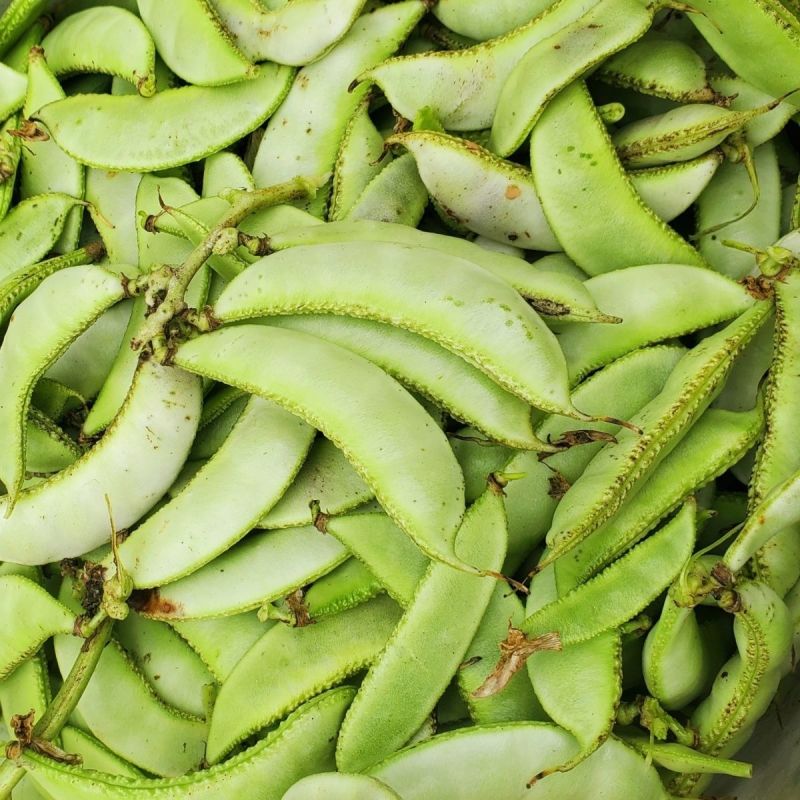 早冠扁豆种子优质早熟多荚耐储运农家春秋播种精选扁豆