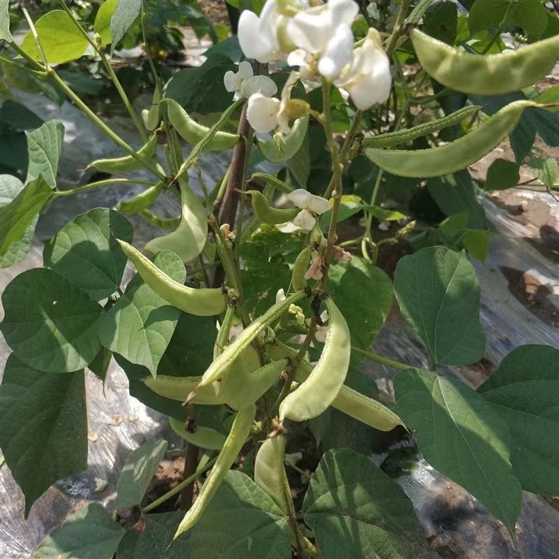早冠扁豆种子优质早熟多荚耐储运农家春秋播种精选扁豆