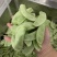 早冠扁豆种子优质早熟多荚耐储运农家春秋播种精选扁豆
