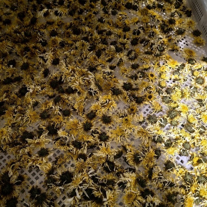 菊花，亳菊