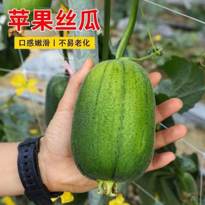 绿将军苹果丝瓜种子深绿香脆早熟高产耐老商品性佳