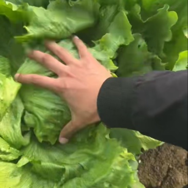 精品球生菜，大量供应中，支持各种包装