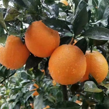 石门县株木岗精品纽荷尔