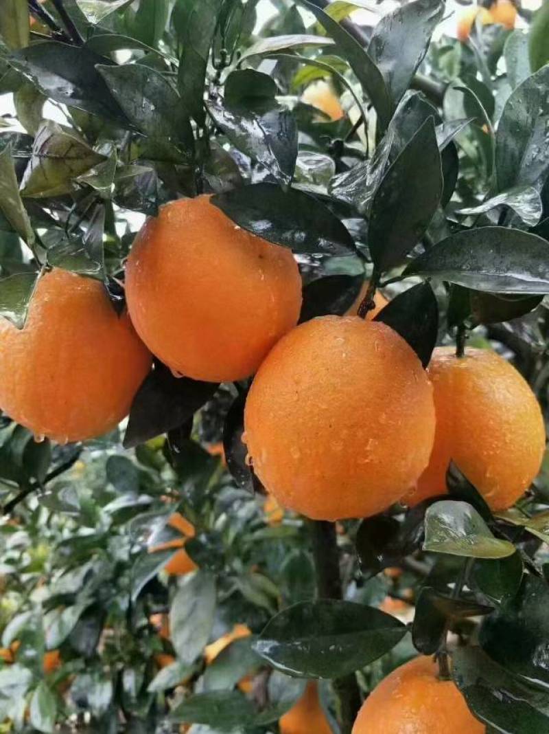 石门县株木岗精品纽荷尔