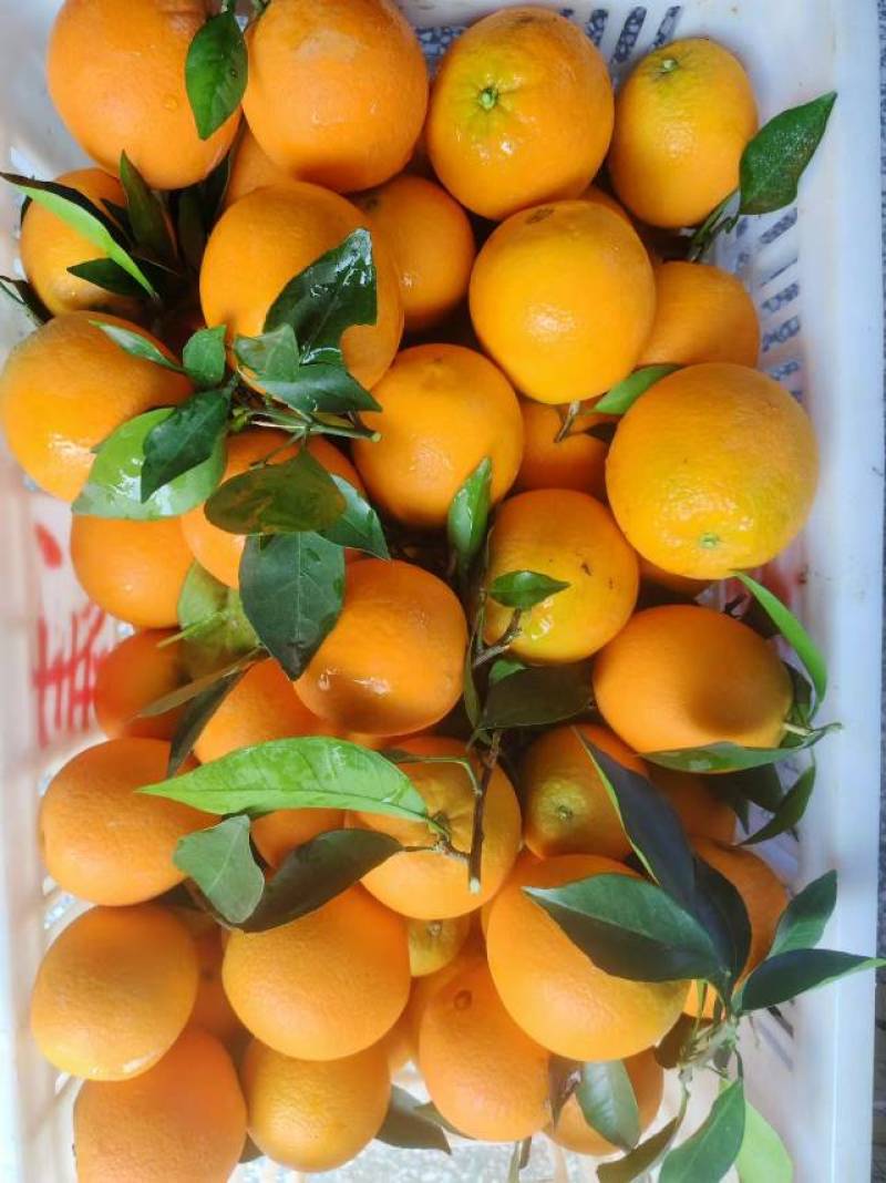 石门县株木岗精品纽荷尔