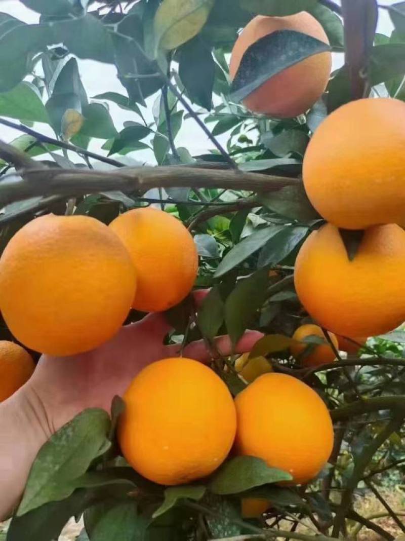 石门县株木岗精品纽荷尔