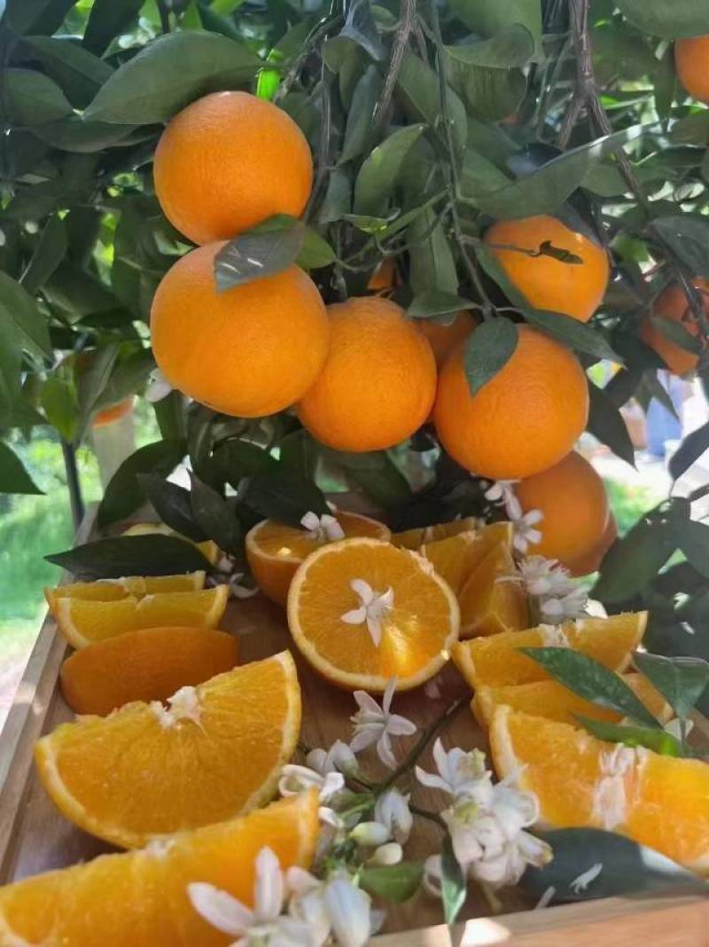石门县株木岗精品纽荷尔