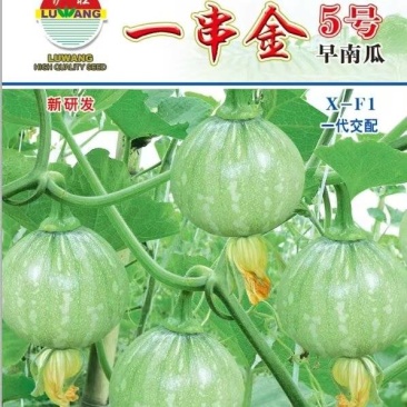 南瓜种子一串金5号嫩白花皮近圆球形品质好早熟结瓜多