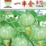 南瓜种子一串金5号嫩白花皮近圆球形品质好早熟结瓜多