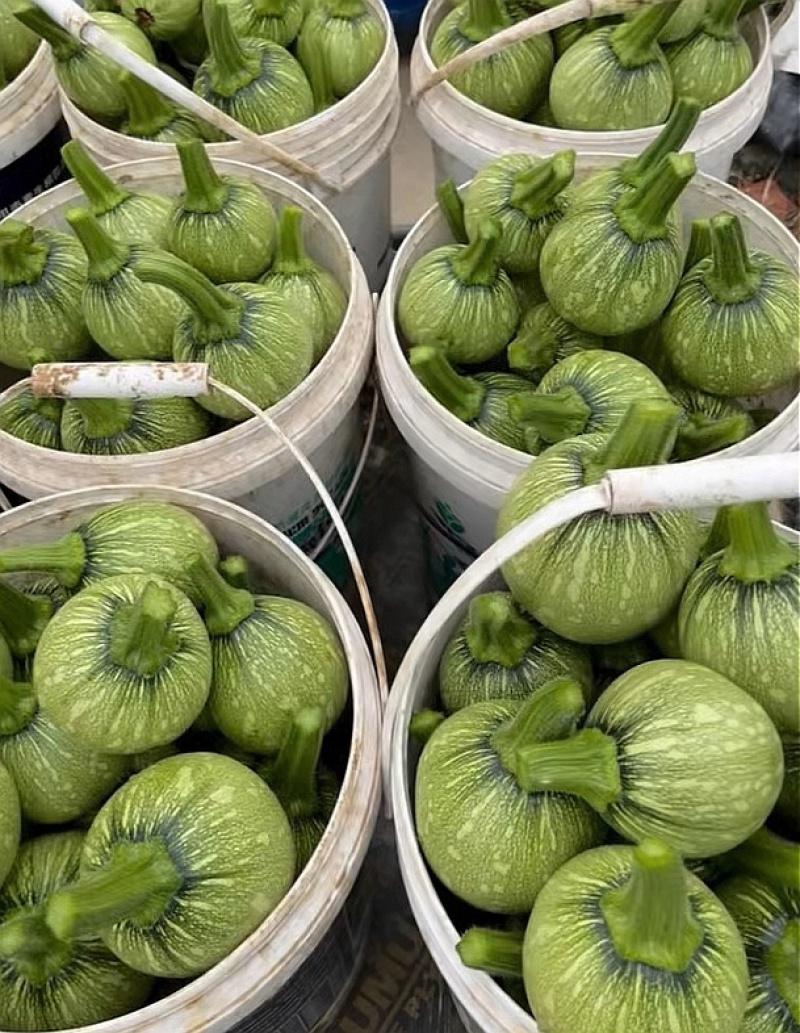 南瓜种子一串金5号嫩白花皮近圆球形品质好早熟结瓜多