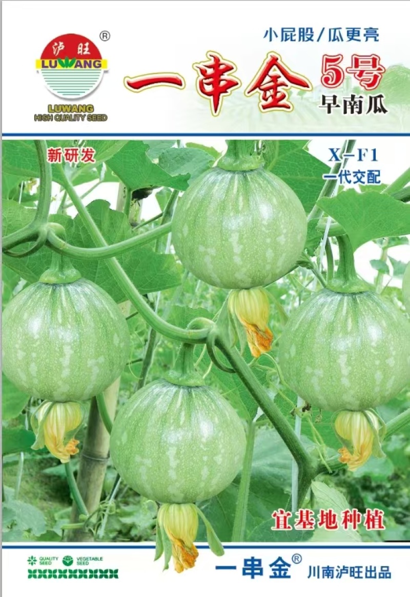 南瓜种子一串金5号嫩白花皮近圆球形品质好早熟结瓜多