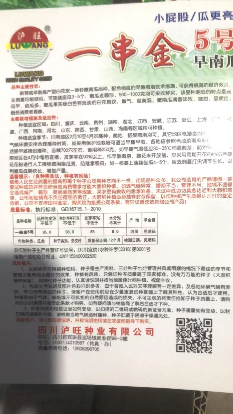 南瓜种子一串金5号嫩白花皮近圆球形品质好早熟结瓜多