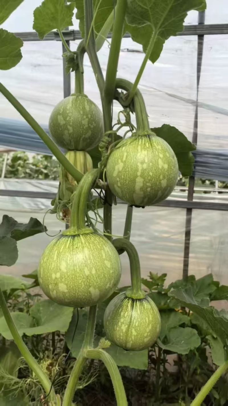 南瓜种子一串金5号嫩白花皮近圆球形品质好早熟结瓜多