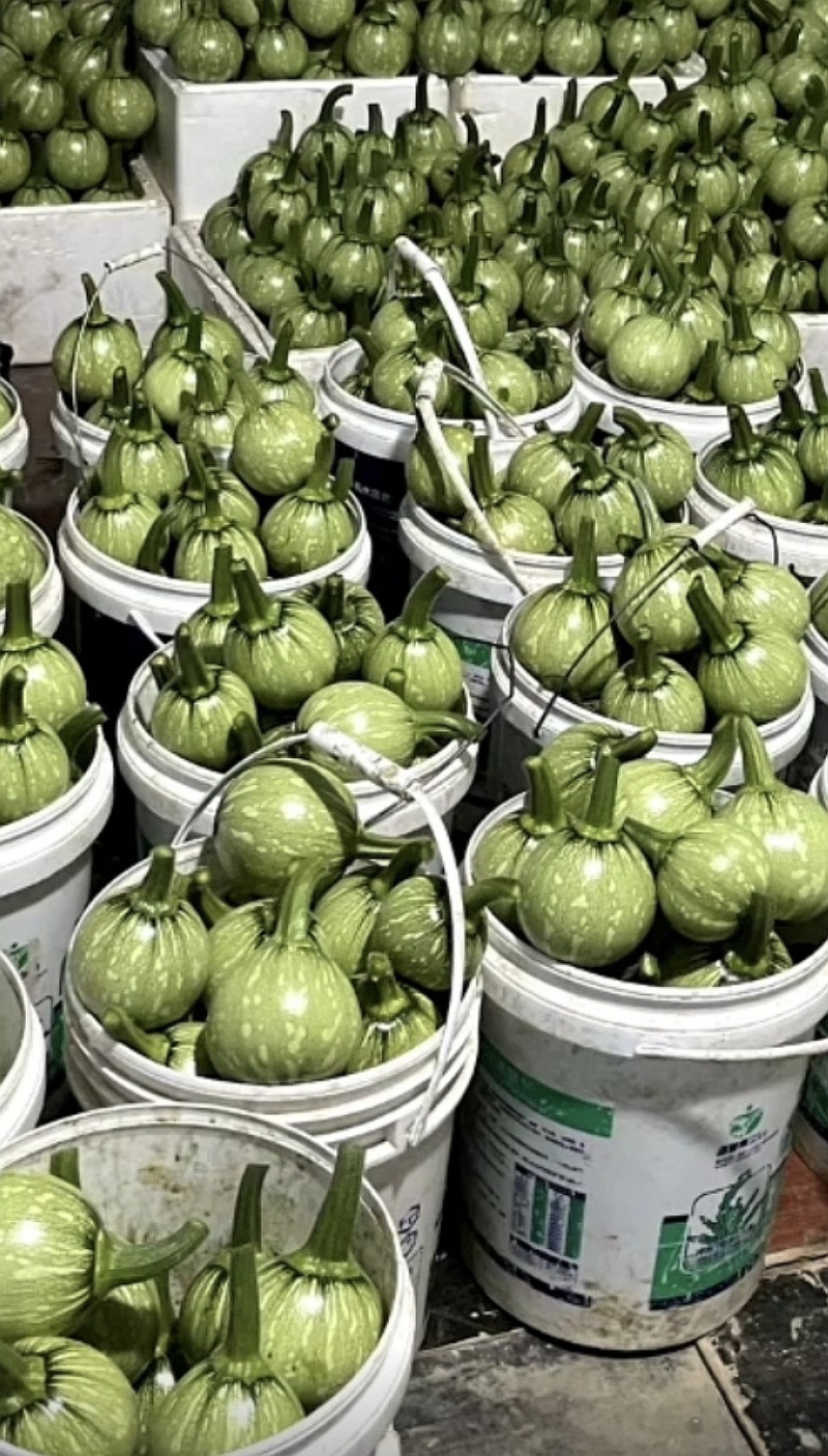 南瓜种子一串金5号嫩白花皮近圆球形品质好早熟结瓜多
