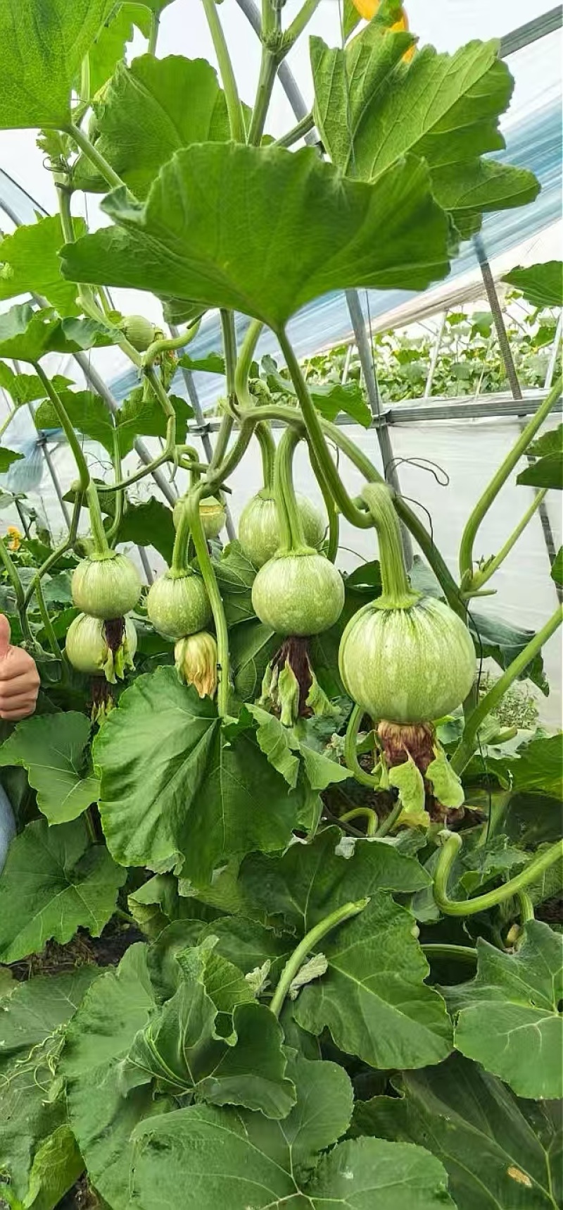 南瓜种子一串金5号嫩白花皮近圆球形品质好早熟结瓜多