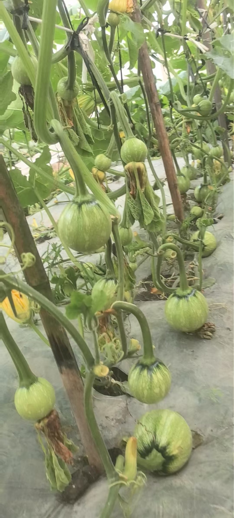 南瓜种子一串金5号嫩白花皮近圆球形品质好早熟结瓜多