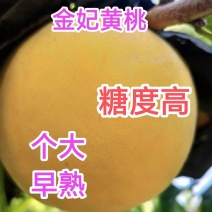 优质金妃黄桃苗，六月初成熟，早熟，糖度高，保证品种质量