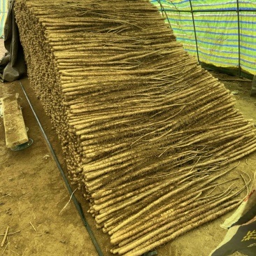 正宗精品铁棍山药，产地直销，全国发货
