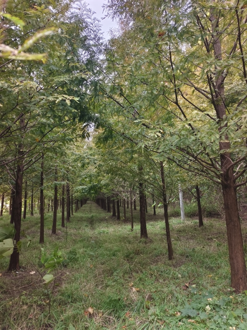 江苏盐城精品水杉，15公分。
