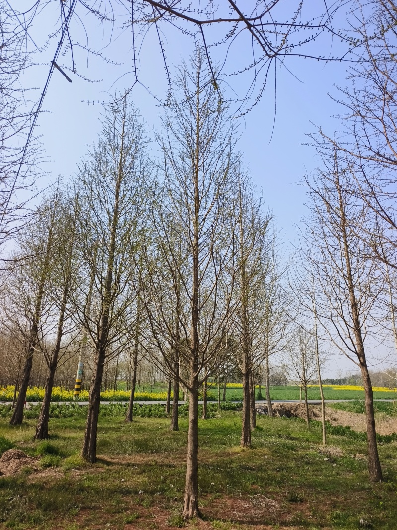 江苏盐城精品水杉，15公分。