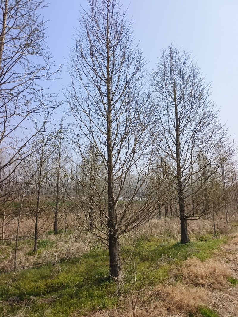 江苏盐城精品水杉，15公分。