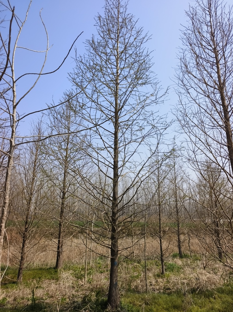 江苏盐城精品水杉，15公分。