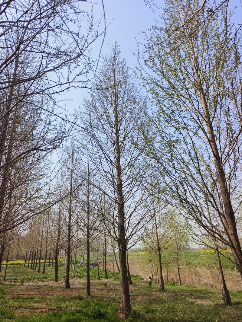 江苏盐城精品水杉，15公分。