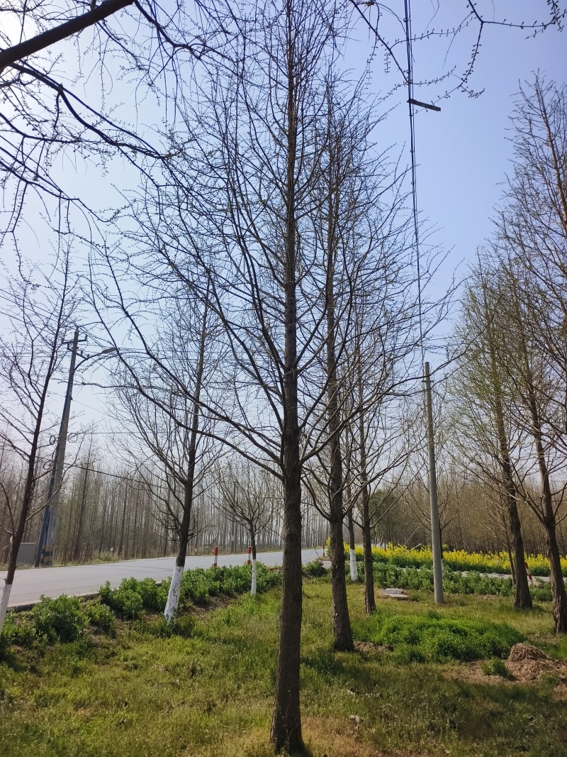 江苏盐城精品水杉，15公分。