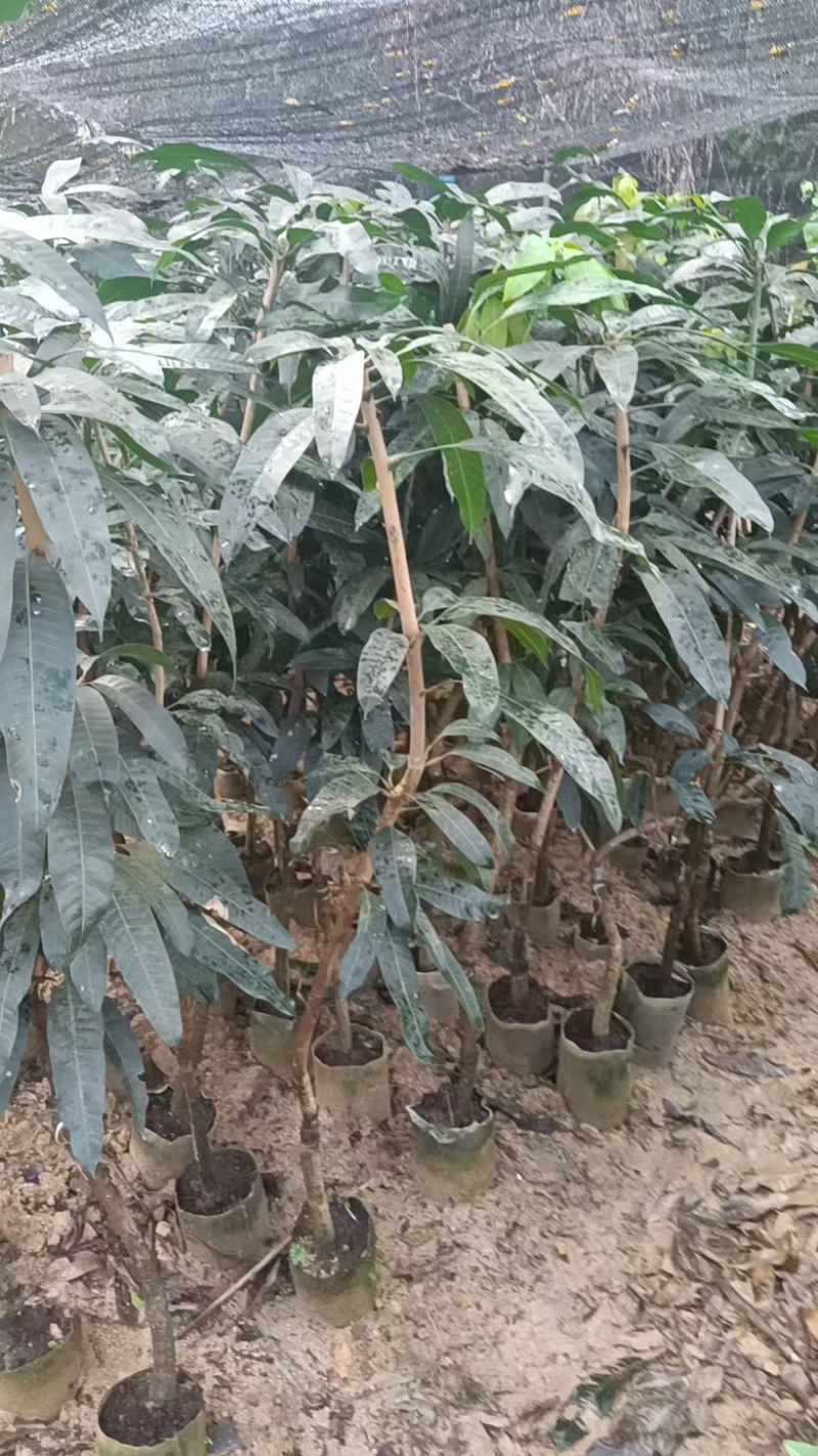 芒果🥭苗，桂七芒果苗、金煌芒果苗、台农芒果苗
