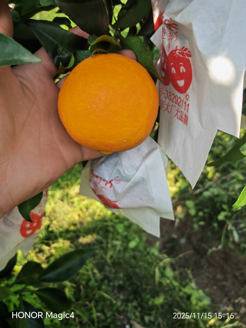精品套袋爱媛橙上市了！颜色红口感好，皮薄多汁无损伤！