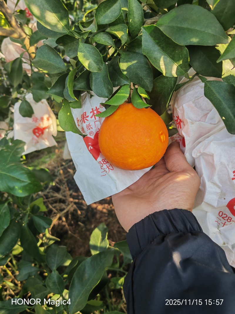 精品套袋爱媛橙上市了！颜色红口感好，皮薄多汁无损伤！