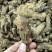 浙白术出售