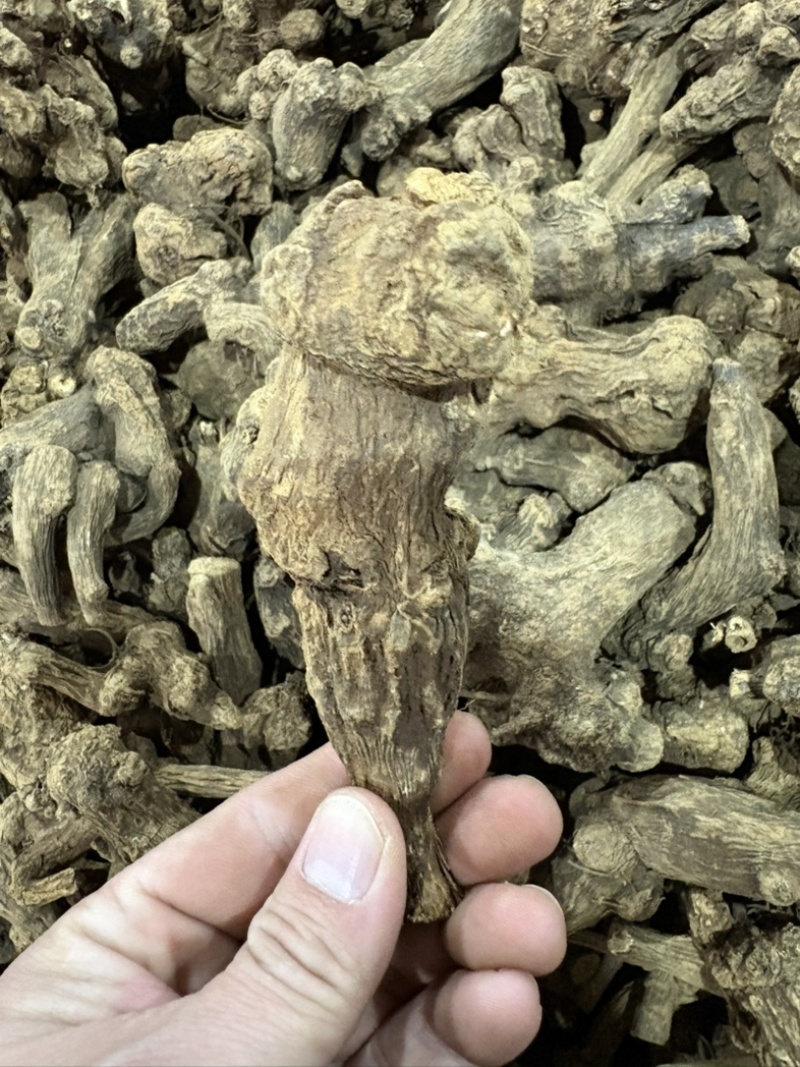 浙白术出售