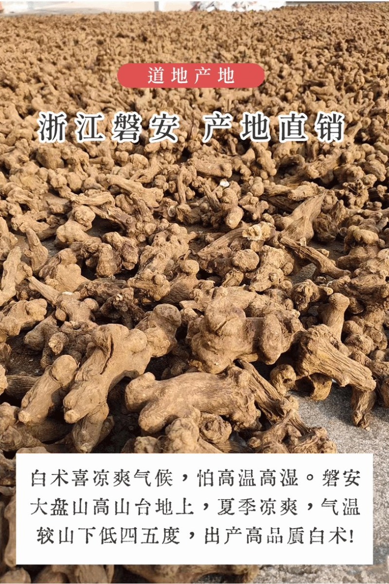 浙白术出售