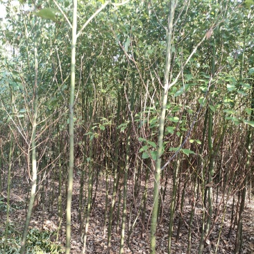香樟1公分一5公分