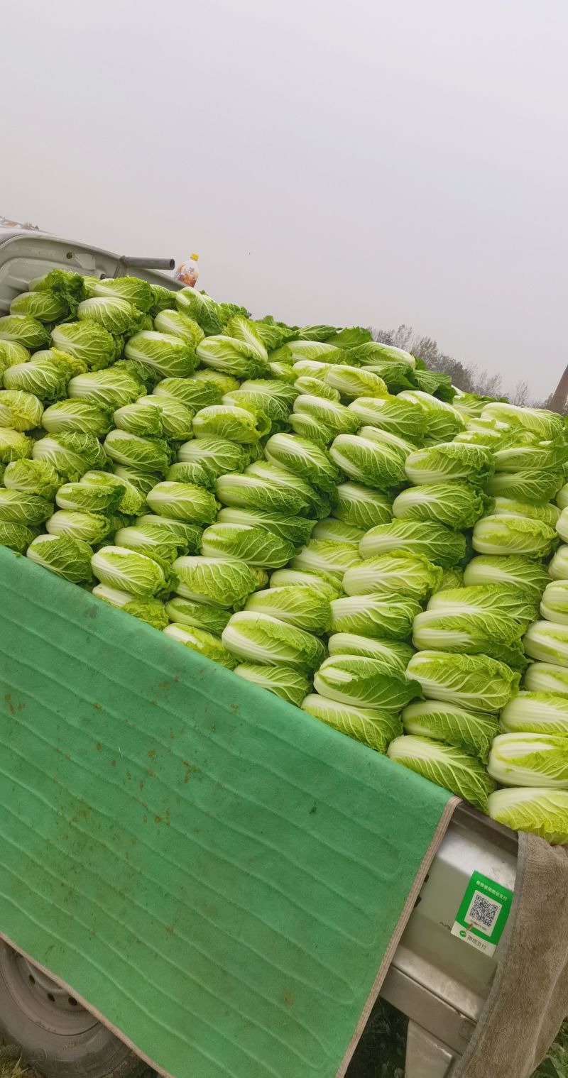 自产自销娃娃大量有货，品质优越