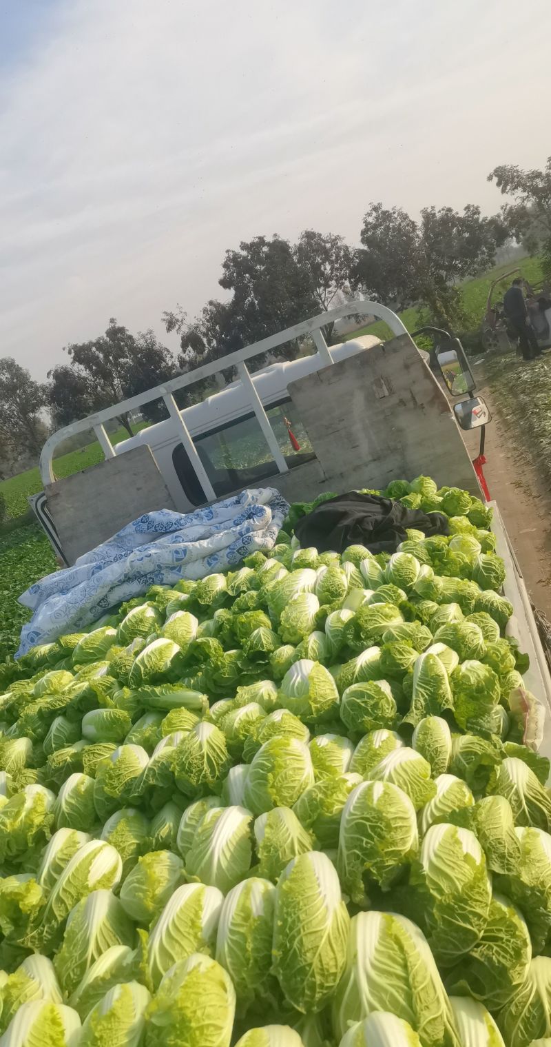 自产自销娃娃大量有货，品质优越