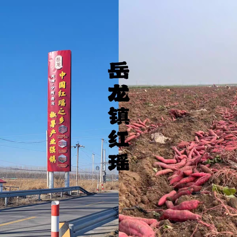天津红瑶蜜薯岳龙红瑶红薯糖心红薯地瓜新鲜农家沙地烤薯特甜