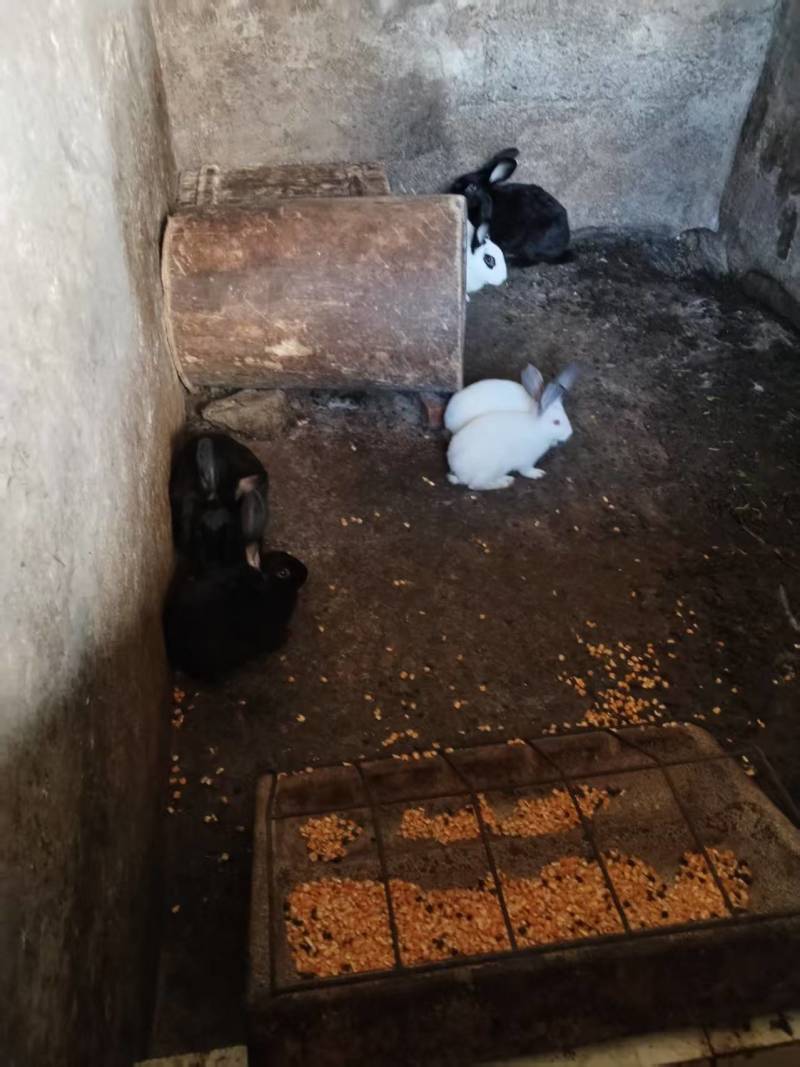 散养兔