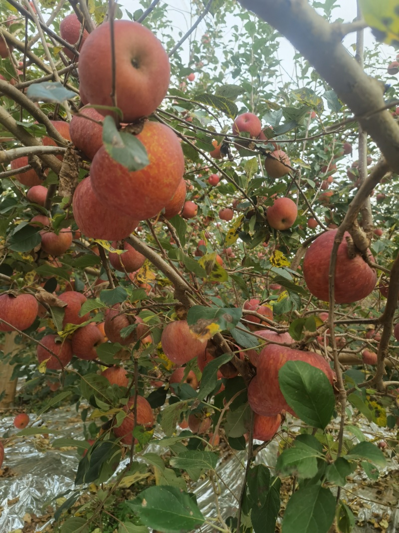大凉山盐源苹果上市了