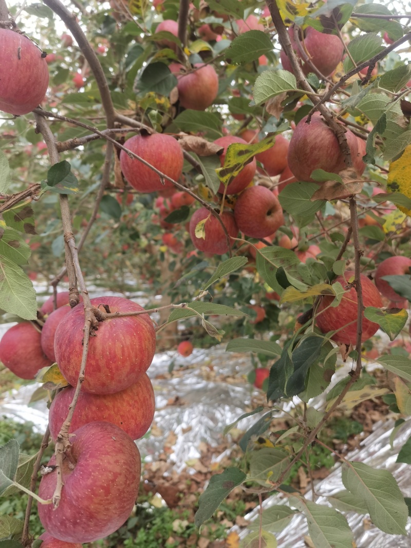 大凉山盐源苹果上市了