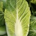 山东滕州黄心白菜大白菜大量供应产地直发货源充足