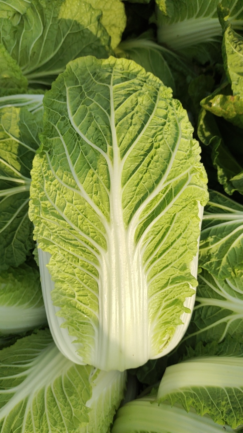 山东滕州黄心白菜大白菜大量供应产地直发货源充足