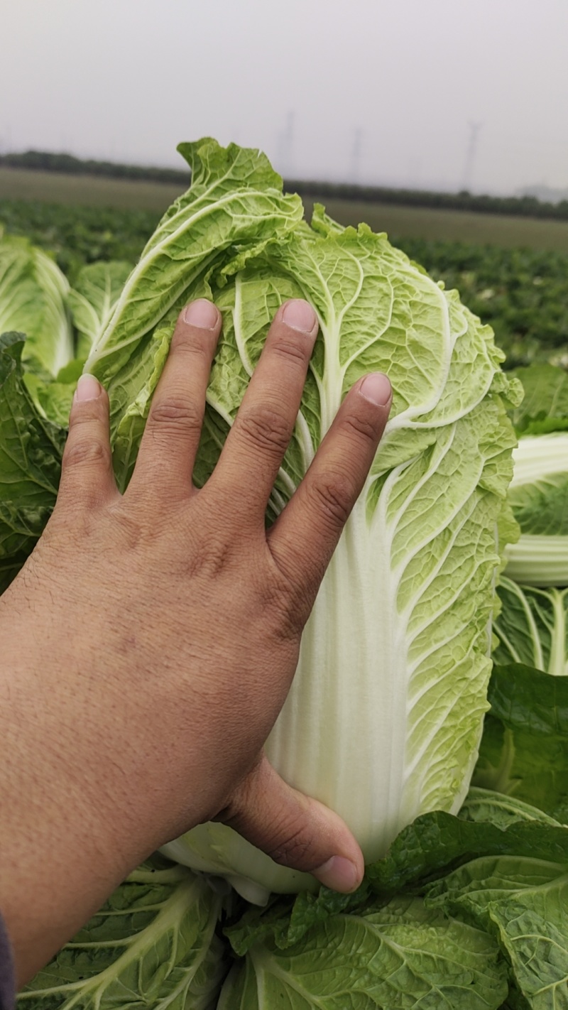 山东滕州黄心白菜大白菜大量供应产地直发货源充足