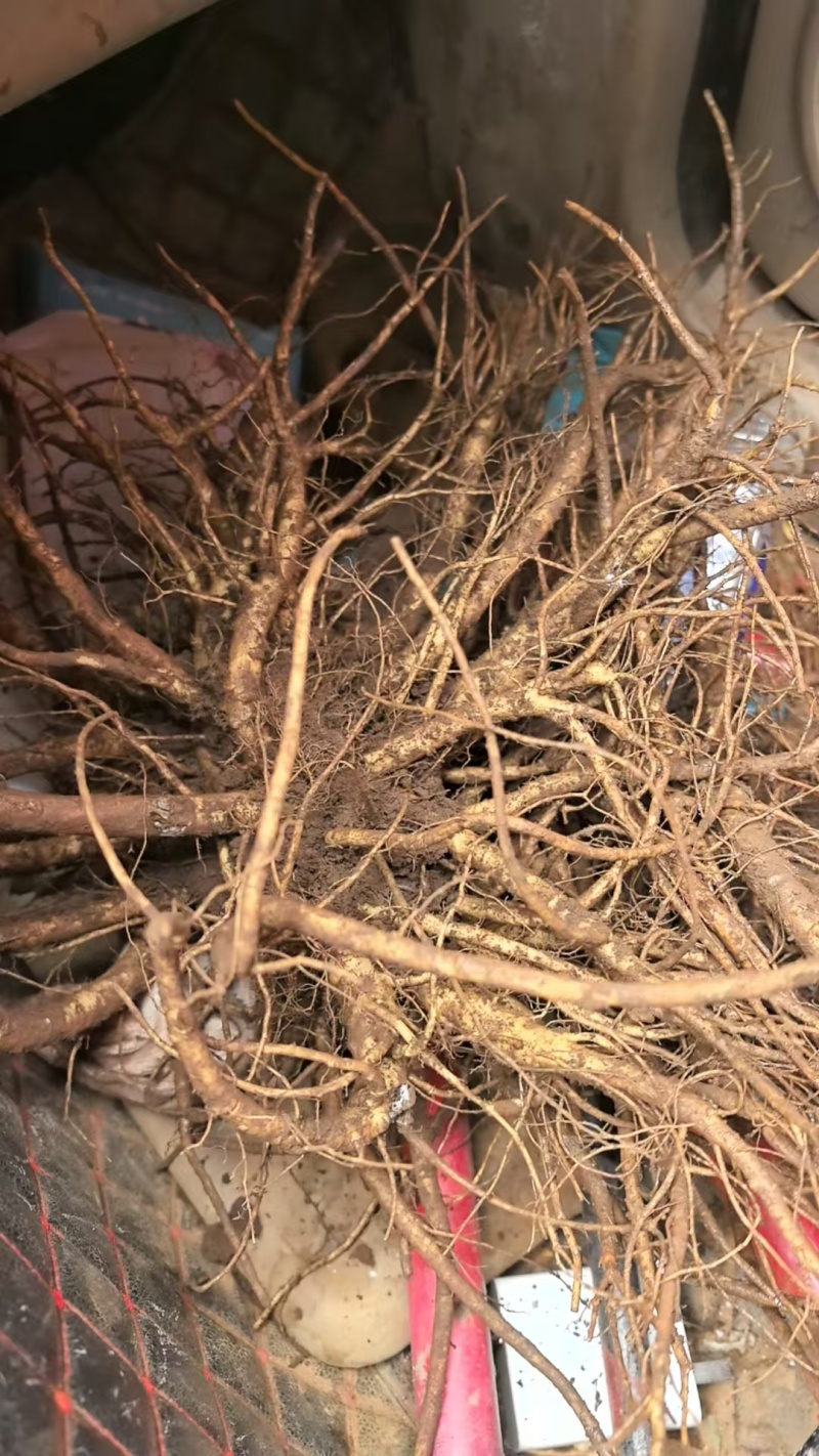 【四川药当归】药当归/鲜当归/高海拔种植/产地直供