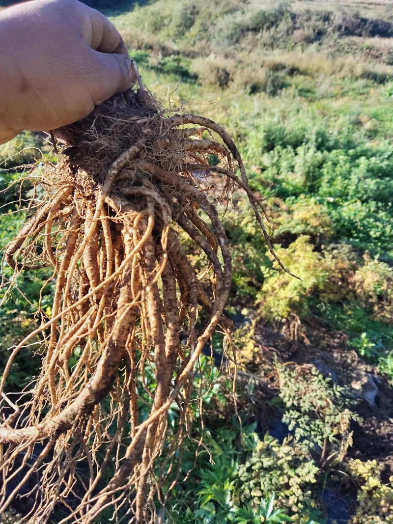 【四川药当归】药当归/鲜当归/高海拔种植/产地直供