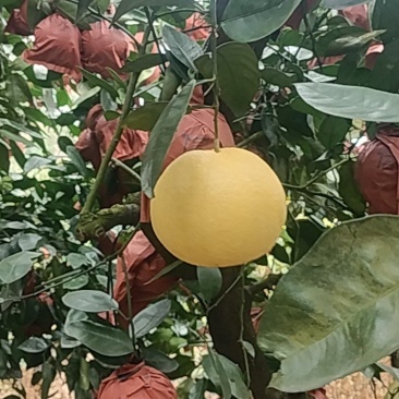 黄金葡萄柚
