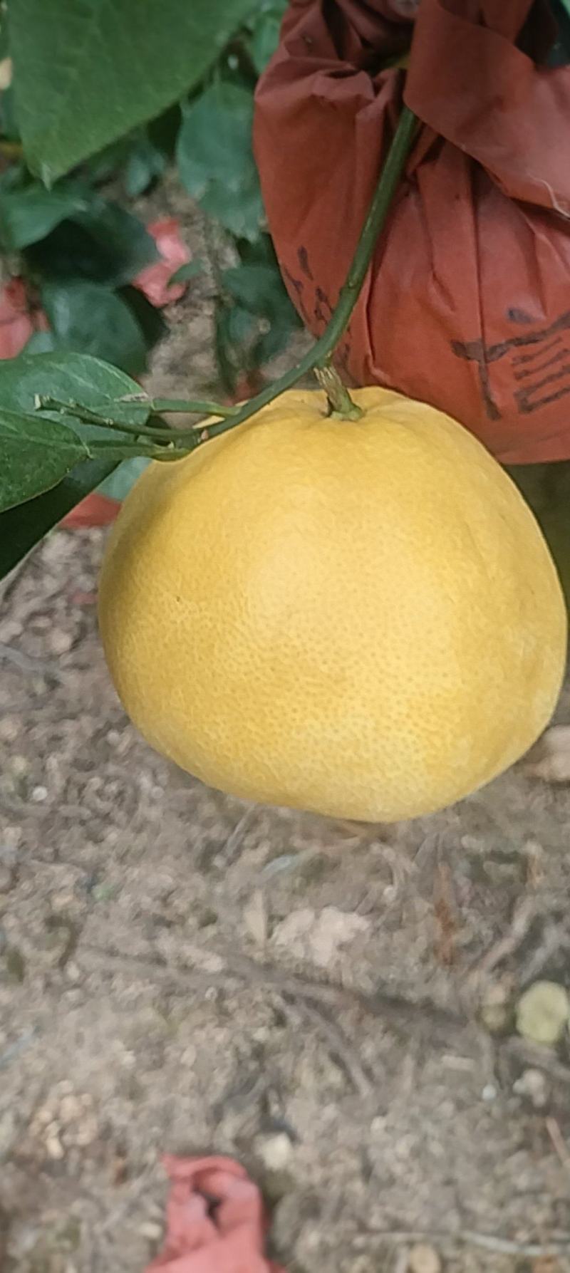 黄金葡萄柚